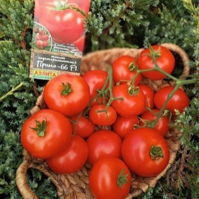 ����� �����-66: ������ ���� � ������� ����������� ��� ���� ���������