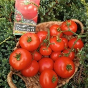 ����� �����-66: ������ ���� � ������� ����������� ��� ���� ���������