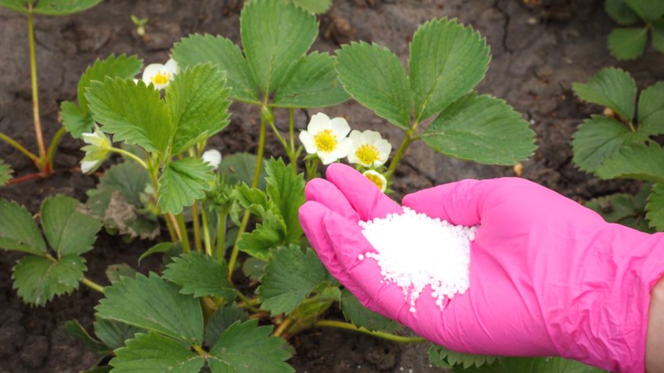 ��������, ������� ������: ������� ����������� ������