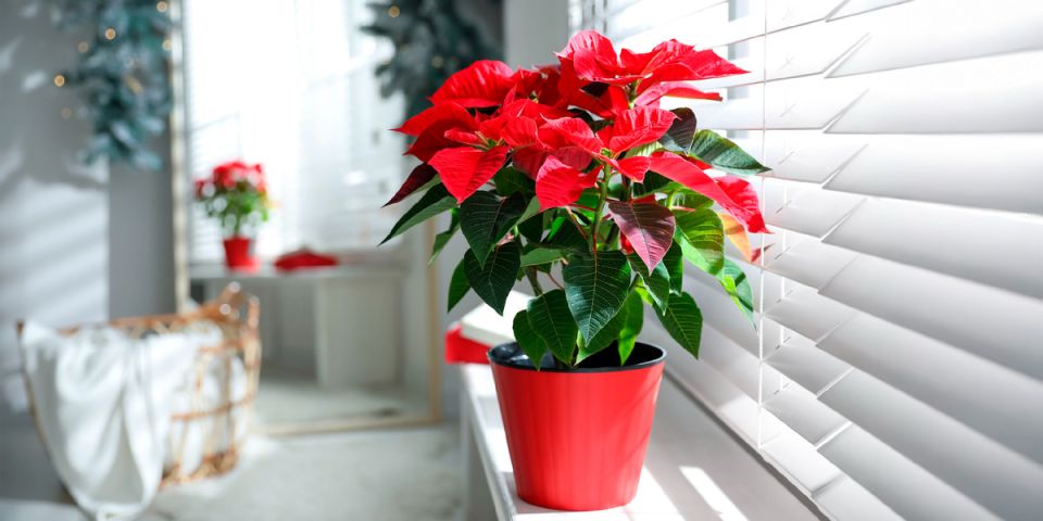 ��� ��������� �� ��������� ���������� � ����� ������ � ��������� ������ �� ���� �� �����