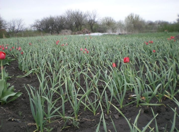 ������� ��������� ����������� ������� ������