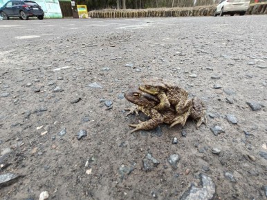 � ����� ����� ���������� ����� �������