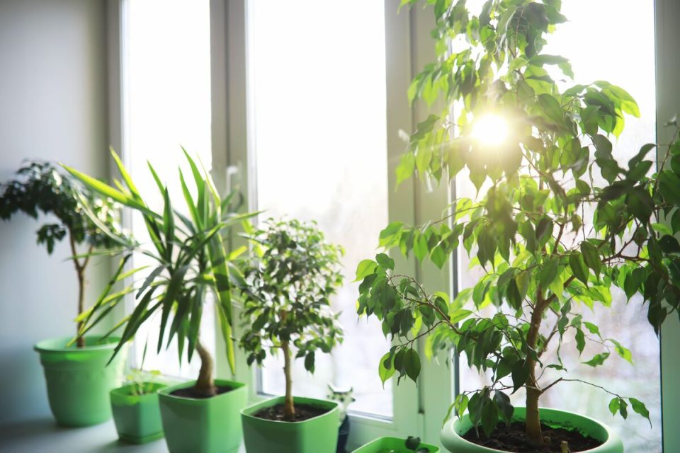 ������ ������ ��� ��������� ��������: ��� ���������� � ����������� �������