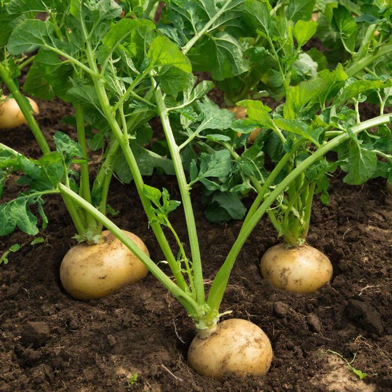 ��� ��������� ���������-������: ������� ����������� ����� � ��������