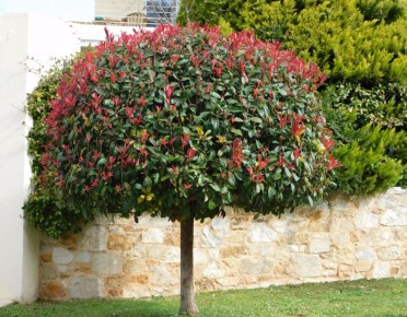 Как сохранить вечнозеленые экзоты зимой: секреты ухода за экзотическими растениями