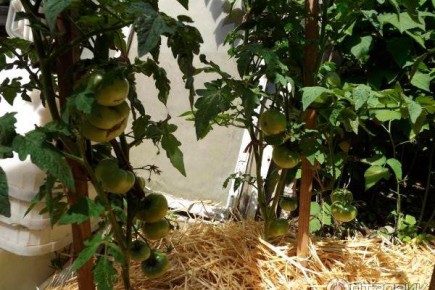 ����� ���������� �������: ���������� ���� � �������� � �����