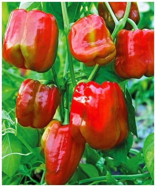 ����� �������: �������� ����� � ����� ��� ������ �������