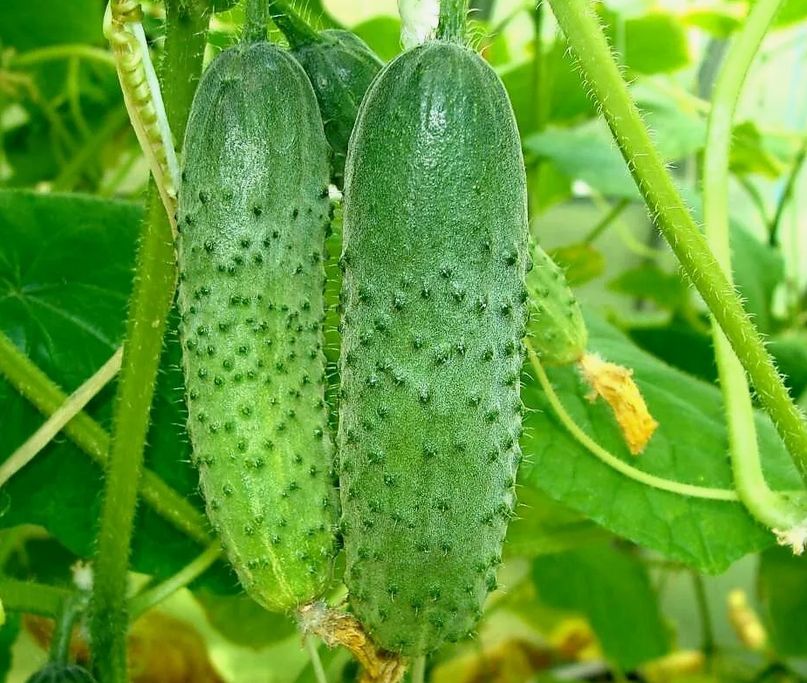 ��� �������� �������� ������ �������: ������� �������� ���������