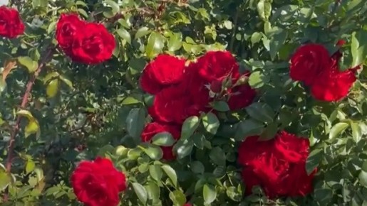 ������ ���������� ��������� ���: ��� �������� ������ � ��������� ������ �����