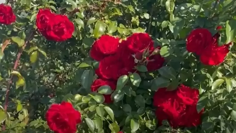 Зимняя подготовка плетистых роз: как избежать потерь и сохранить каждую ветку