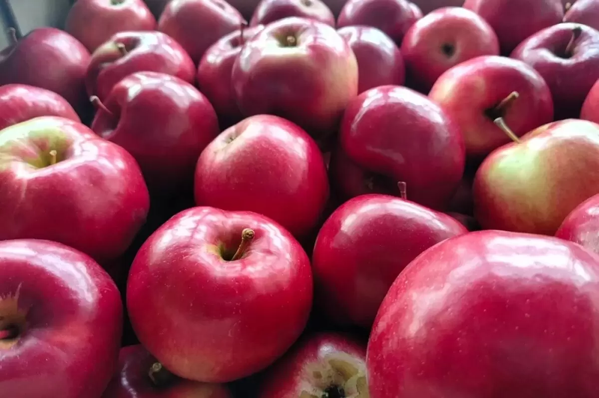 Секреты идеальных яблок: как вырастить и выбрать самые полезные фрукты