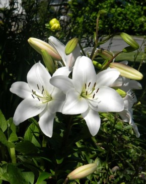 ����� � ��� ������������ �����: ������ �� ���������