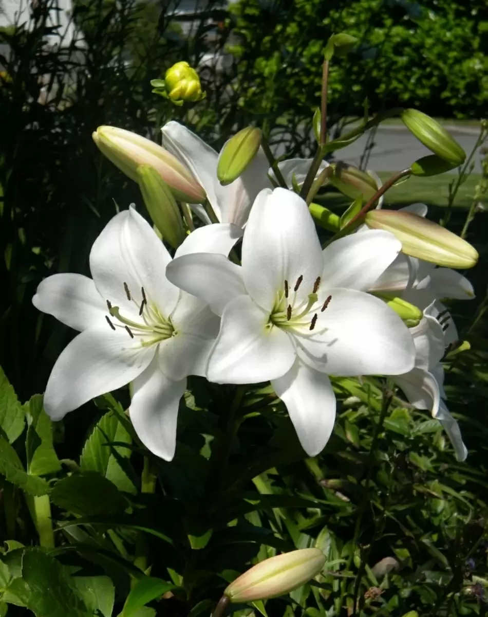 Когда и как пересаживать лилии: советы от экспертов