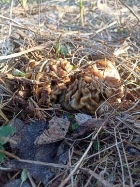 ������ ����� ������ �������� � �������� ����