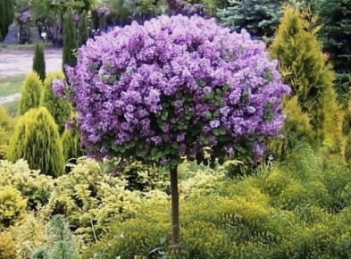 ��� ������� �������� ��������� ������: ������� ��������� ������������