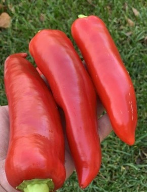 Перец Рог: сладкие и крупные плоды для вашего огорода