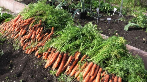 ������ � ����: ����� � ��������� ����� ��� ������-��������