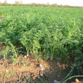 ��������� �� �������: ��� �� ������ ����� � ��������?