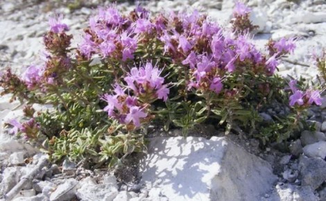 ��� ��� ����� ����������� ��� ���: ������� ��� �������� ��������