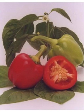 ����� ����: ��������� ����� ��� ������ ��������� �������