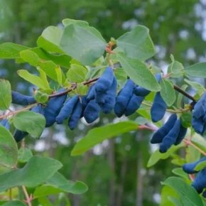 ������ ����� ��������� ��� �������� �������: �������� � ����������� � ����� �����