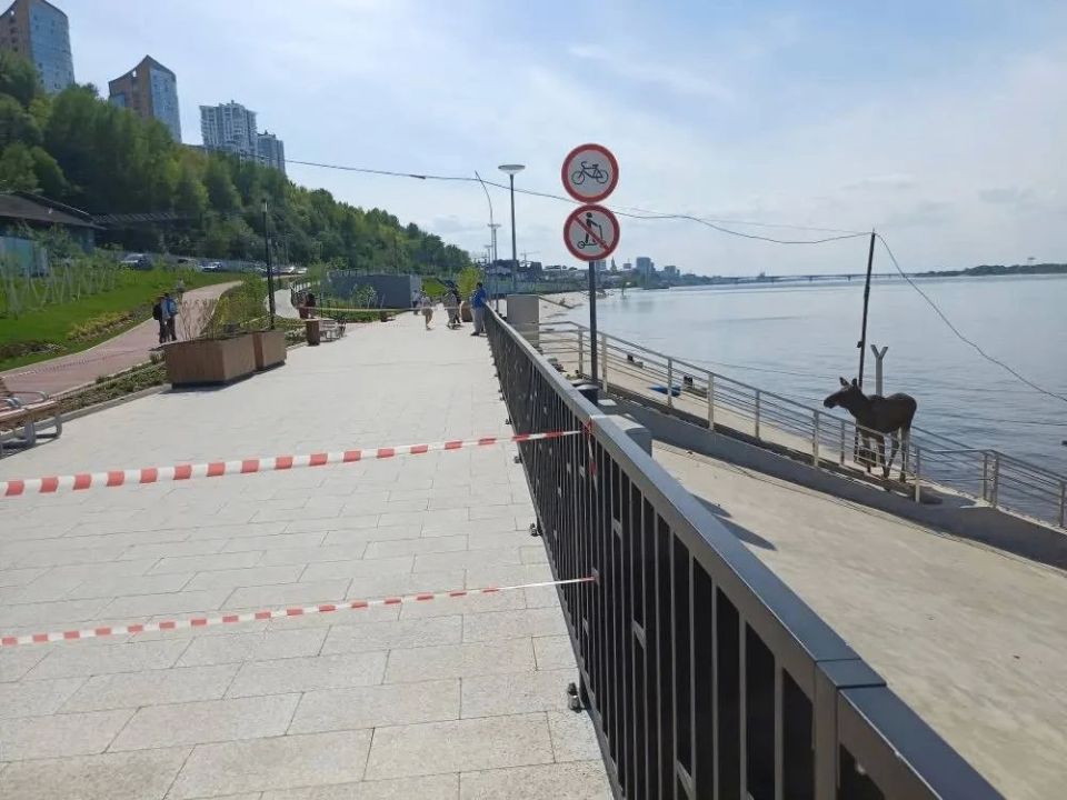 Перекрыли часть пермской набережной для спасения лосихи