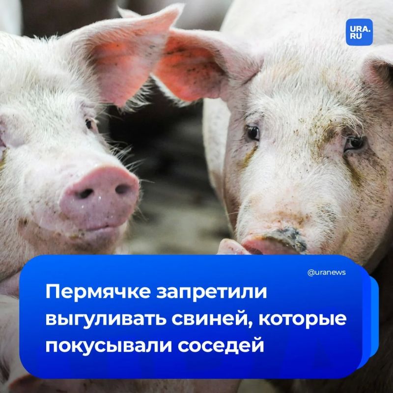 Женщине запретили выгуливать свиней после нападений на соседей