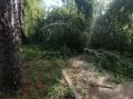 Подростка насмерть придавило деревом в Пермском крае