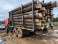 В Осе вынесен приговор по делу о незаконной рубке леса на 28 млн рублей