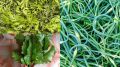 Как домашние приправы из огородной зелени помогают экономить и усиливать вкус блюд