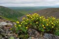 Курильский чай: как правильно заготовить и применять для здоровья
