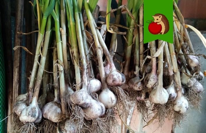 Подкормка озимого чеснока: секреты для получения крупного и крепкого урожая