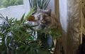 Добрая история: 20-летняя кошка, которую хотели усыпить, спасла пермячку от депрессии