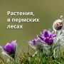 Пермь — это не только промышленный город, но и место с красивой природой