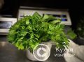 Как сохранить зелень свежей на кухне: проверенные советы