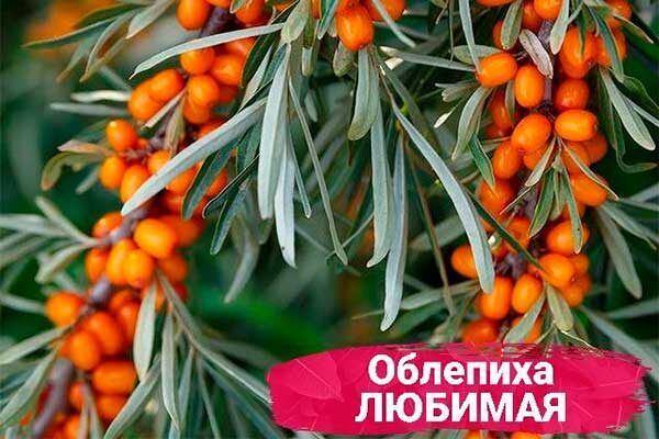 Облепиха сорта «Любимая»: сладость и легкость в сборе урожая