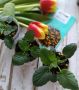 Как вырастить ампельные виолы: секреты успеха от агрономов