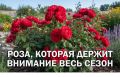 Правильная посадка канадской розы Аделаида Худлесс: пошаговый гайд