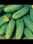 Огурец Взгляд: универсальный выбор для раннего и вкусного урожая