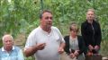 Виноград София: истинное чудо виноградников