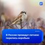 В России снова пересчитают каждого воробья