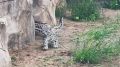 Барсята Полюд, Вишера и Колва вышли на первую прогулку