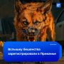 Чувакам ввели карантин по бешенству