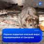 Вспышка геморрагической лихорадки выявлена в Перми