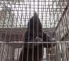 Медведь Тишка напал на смотрительницу в Прикамье