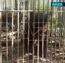 Медведь набросился на уборщицу вольера на машзаводе в Прикамье