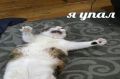 Упс... Наш сайт пока не работает