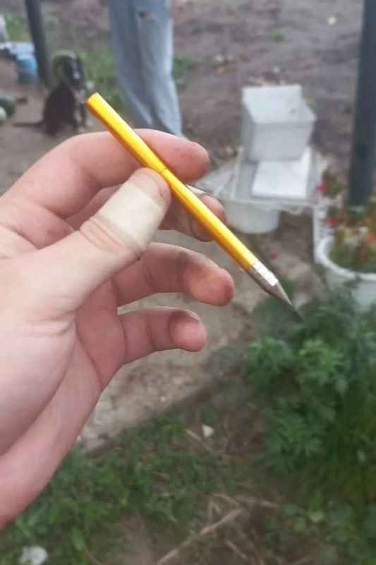 Неизвестный расстрелял кота из арбалета в Березниках