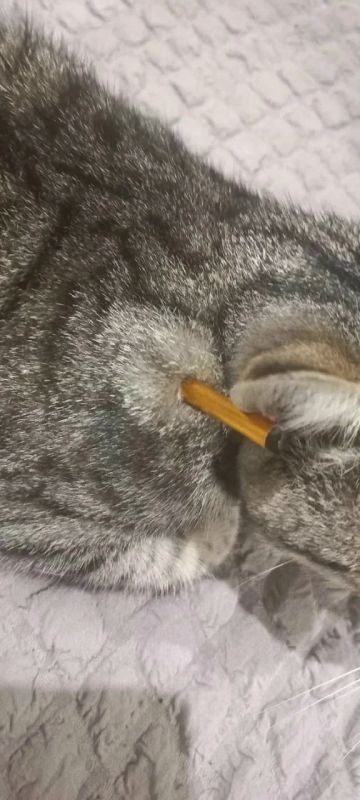 Неизвестный расстрелял кота из арбалета в Березниках Неизвестный расстрелял кота из арбалета в Березниках