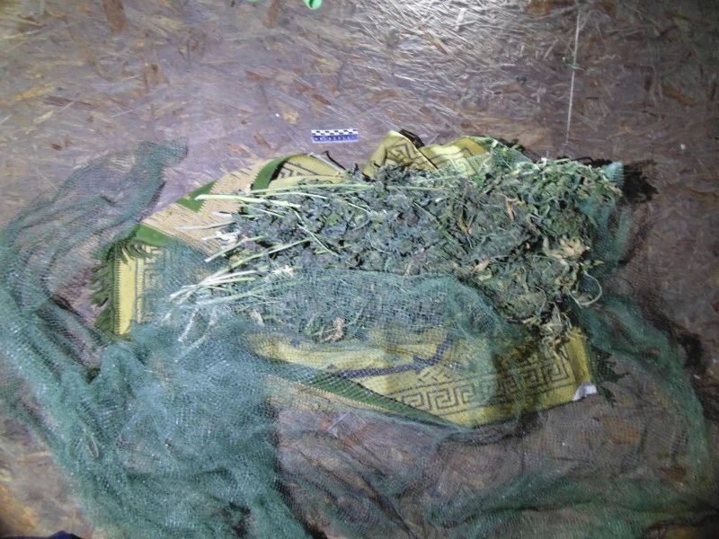 Карагайскими полицейскими пресечена попытка сбыта марихуаны в крупном размере